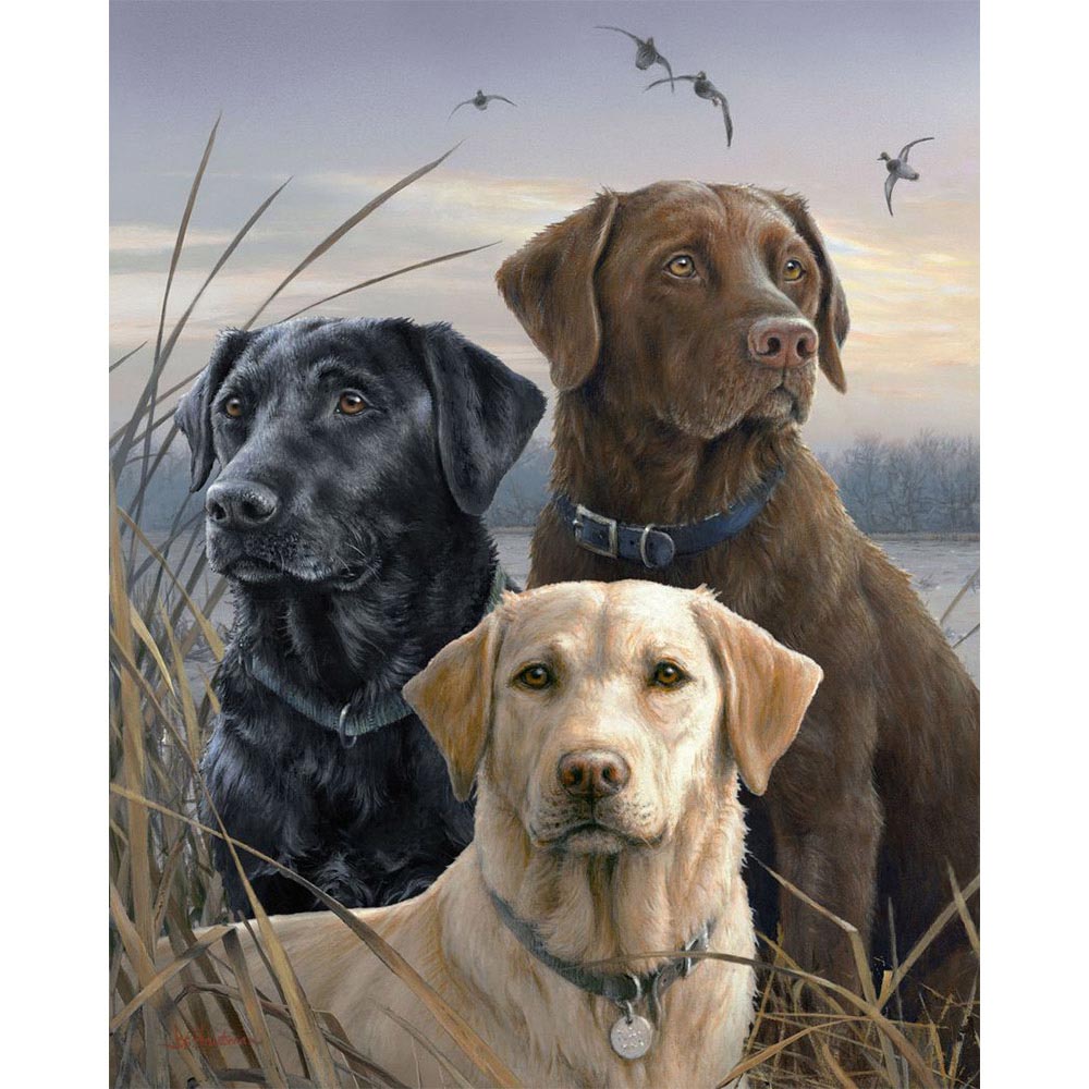 Labrador-Trio